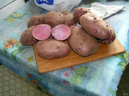 Сорт сюрприз