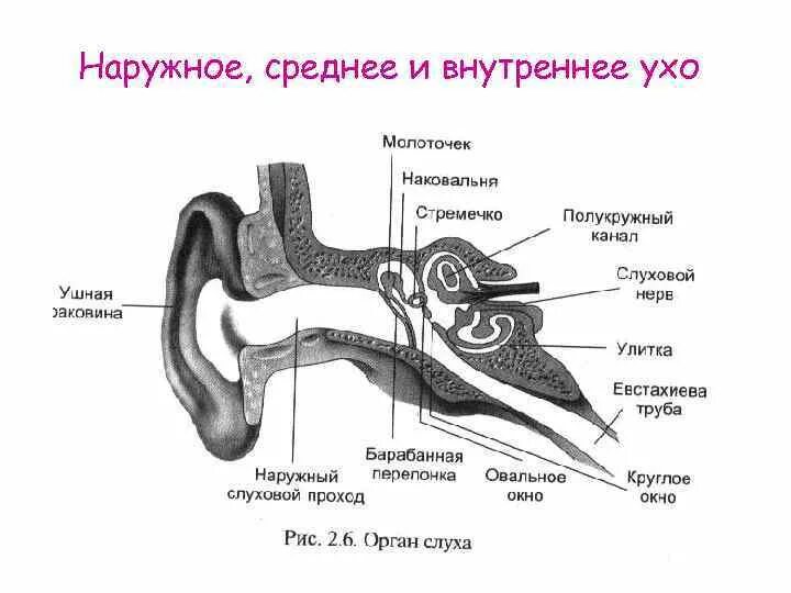 Наружное ухо среднее ухо внутреннее ухо. Строение уха наружное среднее внутреннее. Строение уха человека наружное среднее внутреннее. Наружное ухо среднее ухо внутреннее.