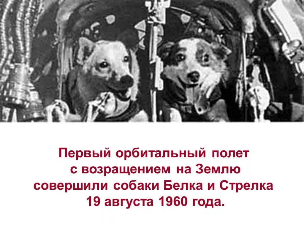 Первое животное совершивший орбитальный полет. Белка и стрелка первый полет в космос. Первые собаки космонавты белка и стрелка. Полёт собак в космос белки и стрелки 19 августа 1960.
