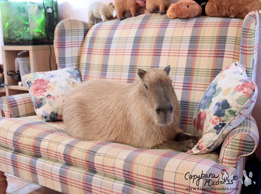 капибара спит. капибара заводят ли дома. капибара и крыса. диего капибара. капибара заводят ли дома.