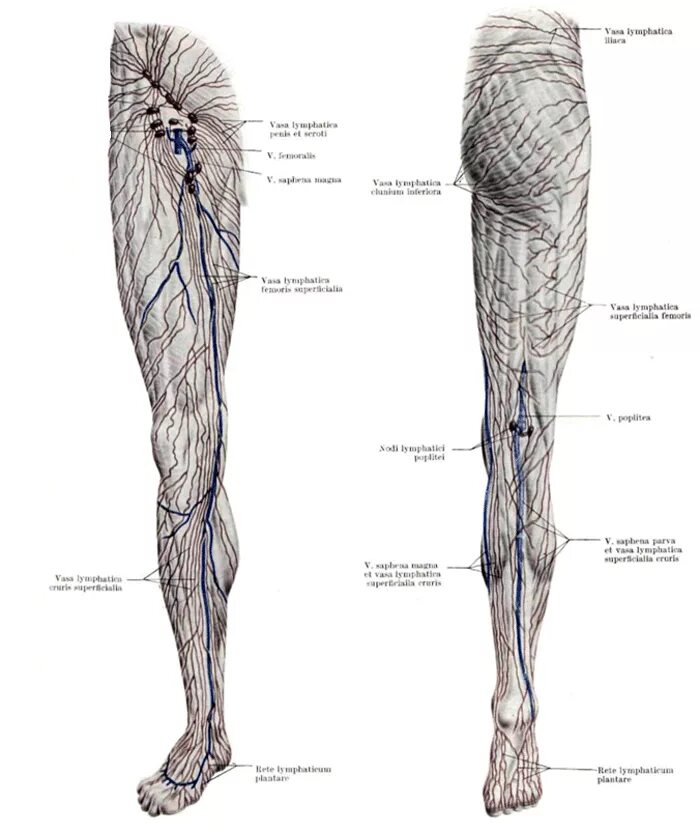 Лимфатические узлы нижней конечности анатомия. Лимфатическая система нижних конечностей схема. Подколенные лимфоузлы. Лимфатические сосуды нижних конечностей анатомия. Лимфоузлы на ногах где