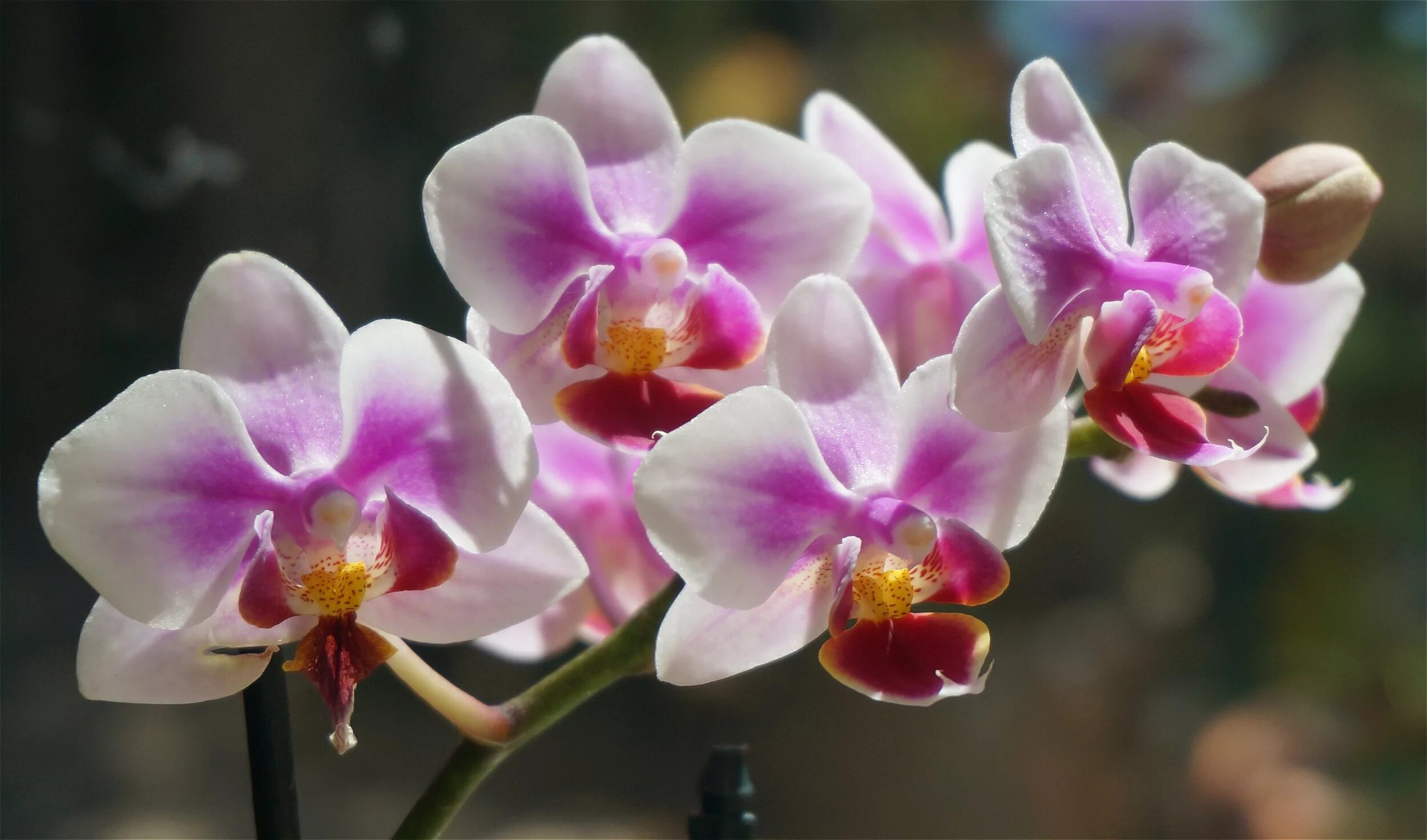 Фаленопсис монте карло. Фаленопсис nemo. Фаленопсис (phalaenopsis) – орхидея. Орхидея phal. Орхидея phalaenopsis.