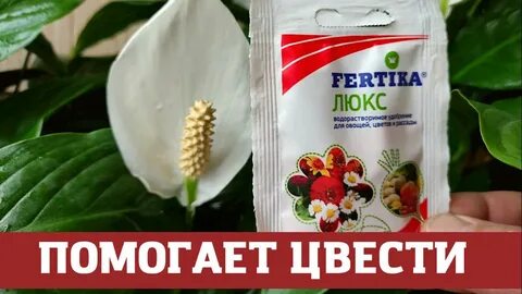 Домашнее удобрение для спатифиллума