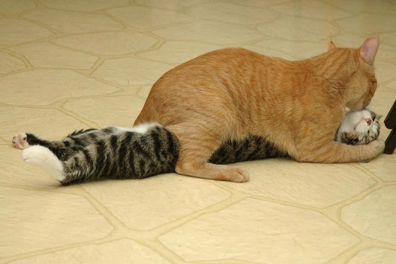 Дай смешные картинки. Кошки занимаются. Кот лежит на кошке. Кошки занимаются любовью. Кошка хочет кота.