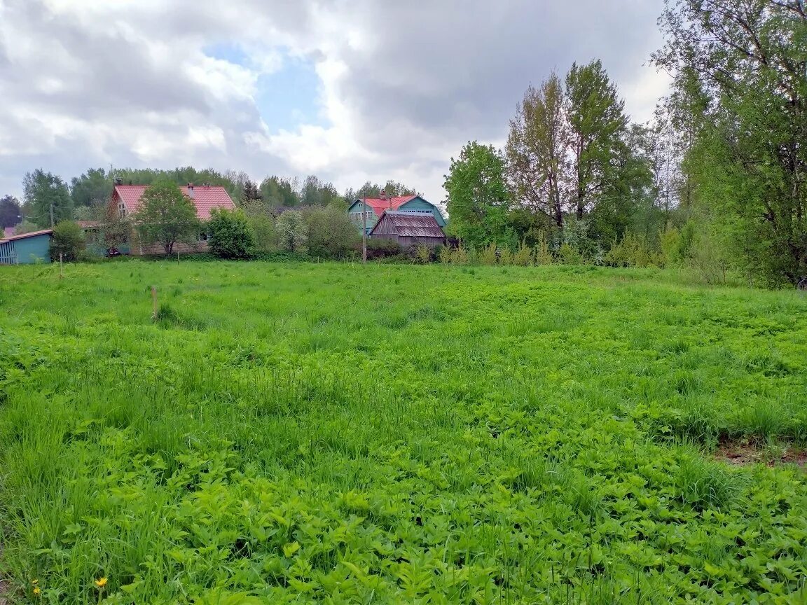 Погода в цвелодубово выборгского. Поселок Цвелодубово. Пос Цвелодубово Выборгского района Ленинградской области. Цвелодубово Ленинградская. Земля зеленая земельный участок.