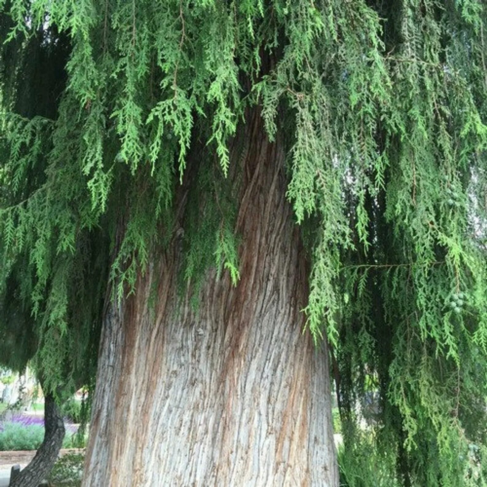 Кипарис род деревьев. Cupressus funebris. кипарис плакучий. кипарис плакучий cupressus funebris. кипарис кашмирский.
