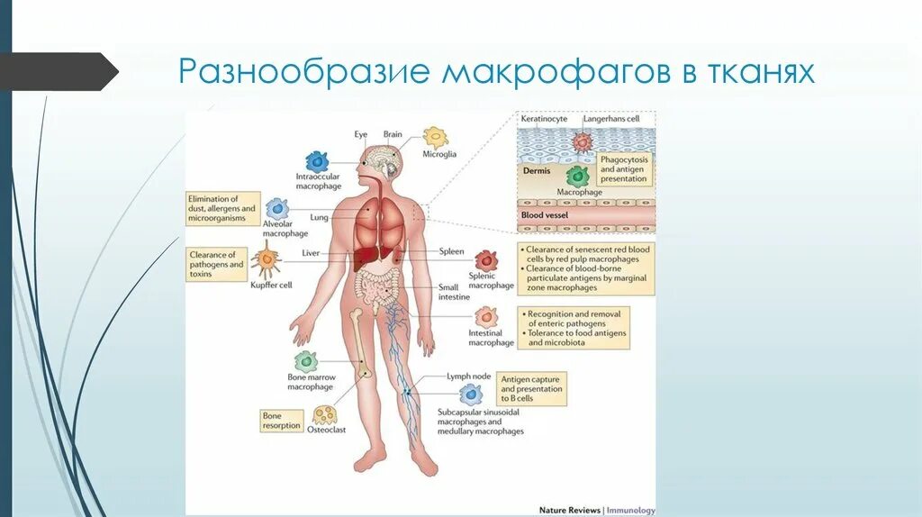 Система макрофагов. Основные функции макрофагов включают. Работа макрофагов в организме человека-. Список тканевых макрофагов. Макрофаги происхождение.