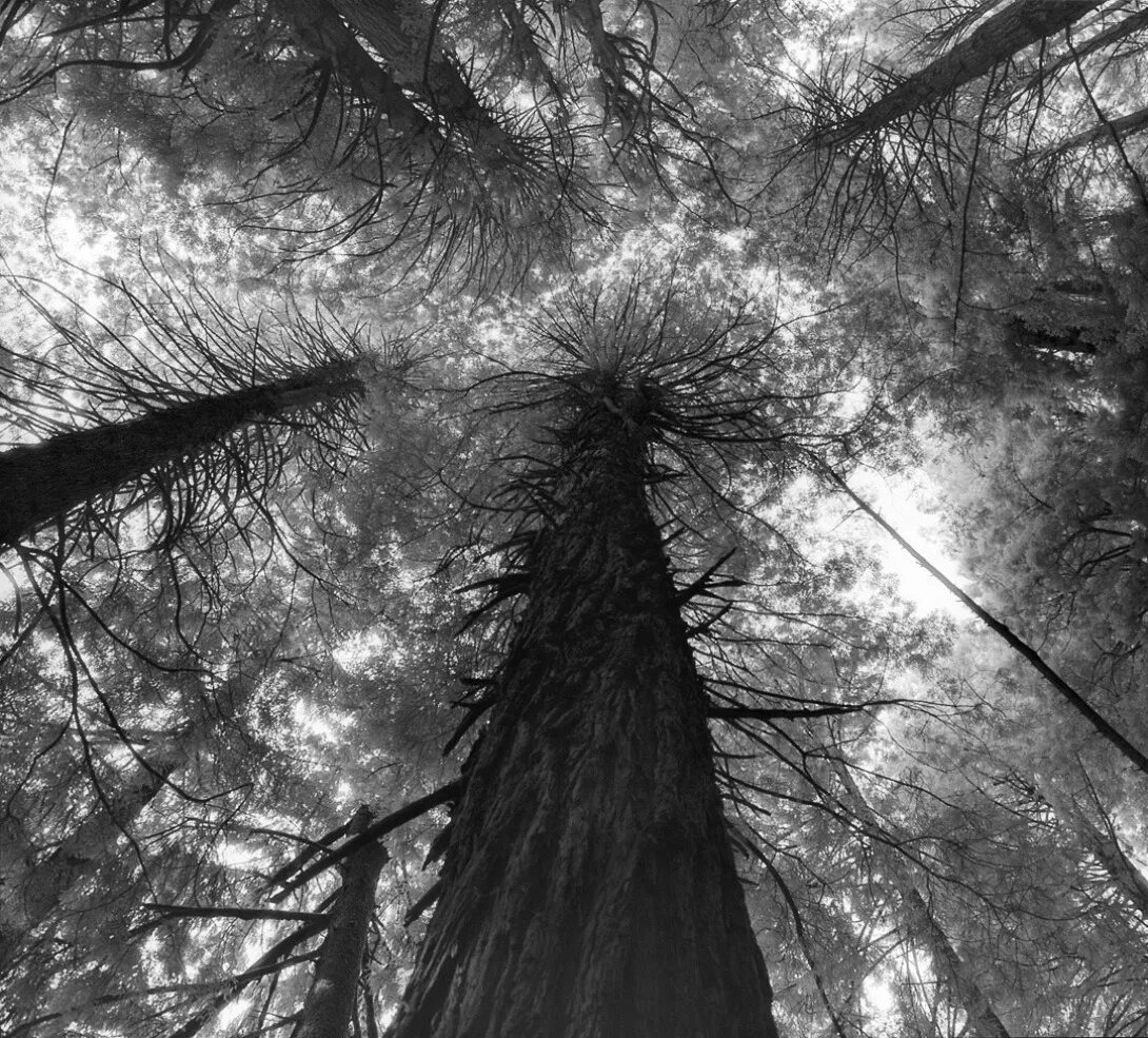 Ancient trees