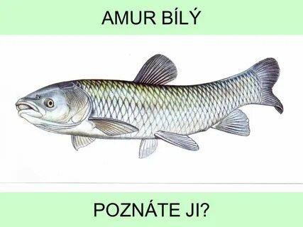 Белый амур пресноводные рыбы
