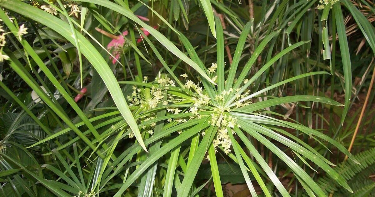 Cyperus oil. Циперус папирус. Циперус альтернифолиус. Cyperus oil. Тростник (циперус).