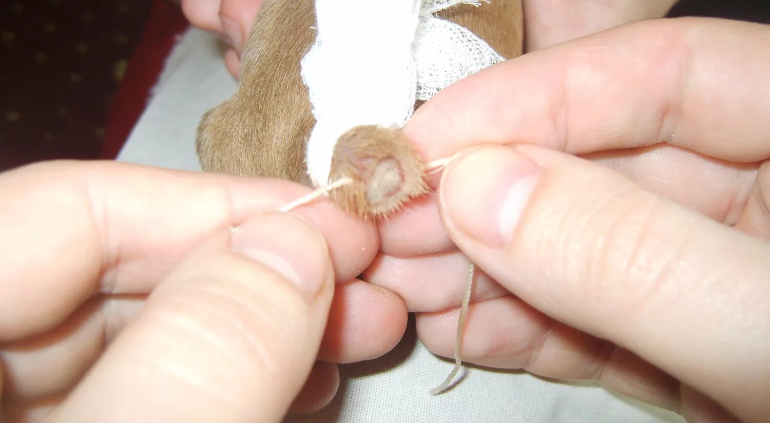 Купированный хвост у собаки. Купирование хвоста у ягнят. Купирование хвостов у щенков. Купирование хвостов у собак. Купирование хвостов у щенков.