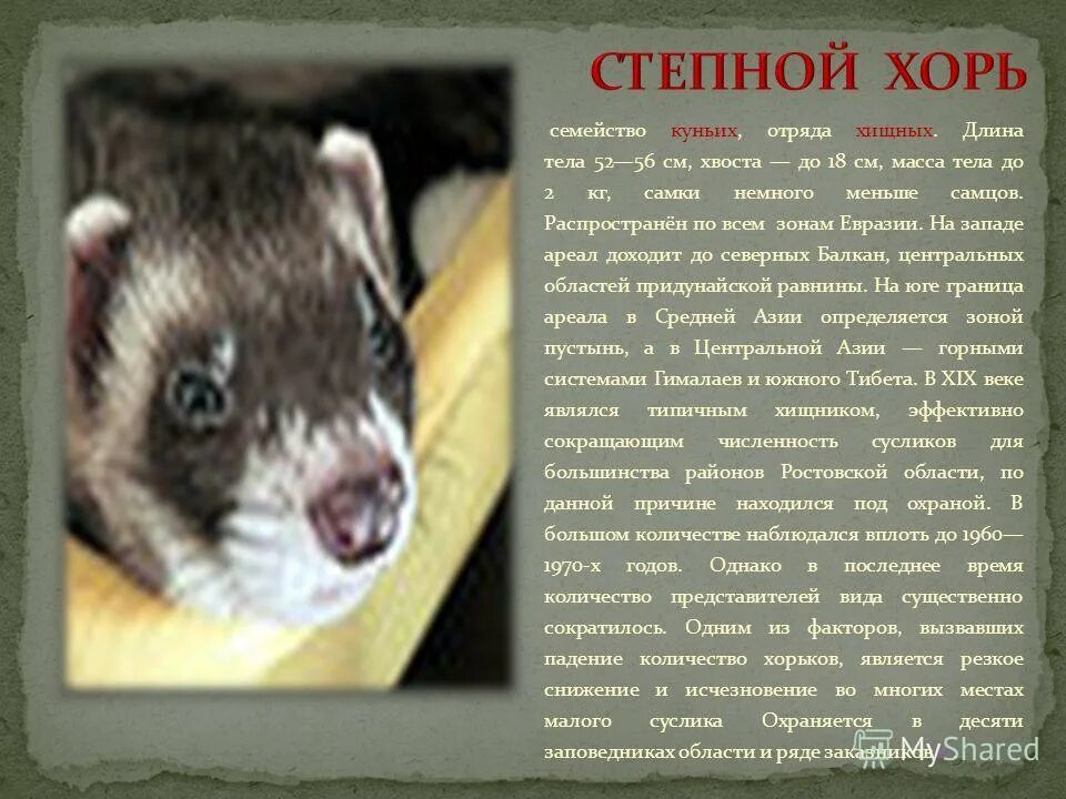 Хорь и калиныч текст. Хорек фото. Хорь много знал и от него. Животное из красной книги липецкой области. Хорек фретка.