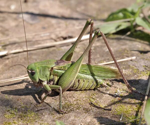 Сверчок стеблевой дальневосточный. Можно кузнечик. Кузнечик уварова. Можно кузнечик. Сверчок стеблевой дальневосточный.