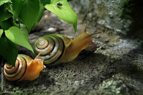 Задача амбициозная улитка
