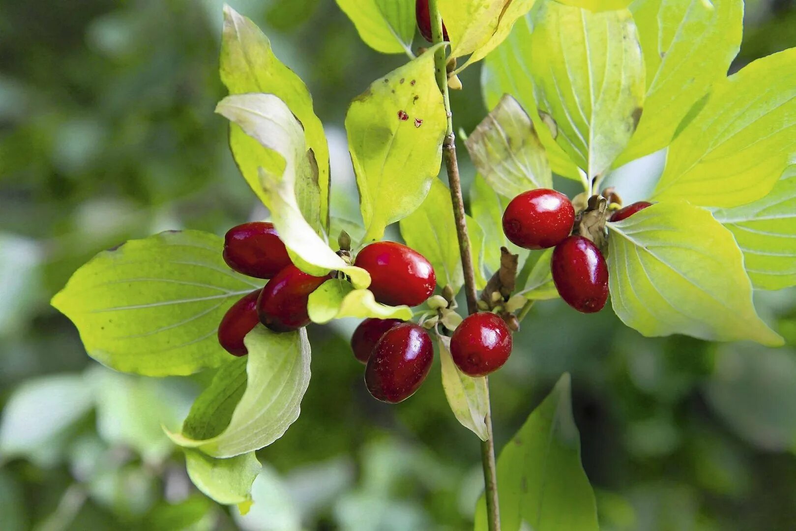 Кизил Cornus mas. Дерен (кизил). Дерен мужской кизил. Cornus mas l. кизил обыкновенный. Кизил дикий дерево