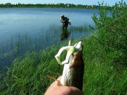 Щука на лягушку осенью