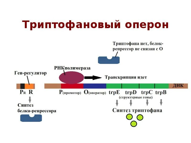 Триптофановый оперон. Триптофановый оперон