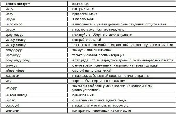 Звуки разговора на русском. Переводчик с кошачьего на русский. Как изучить кошачий язык. Кошачий язык переводчик. Кошачий язык звуки.