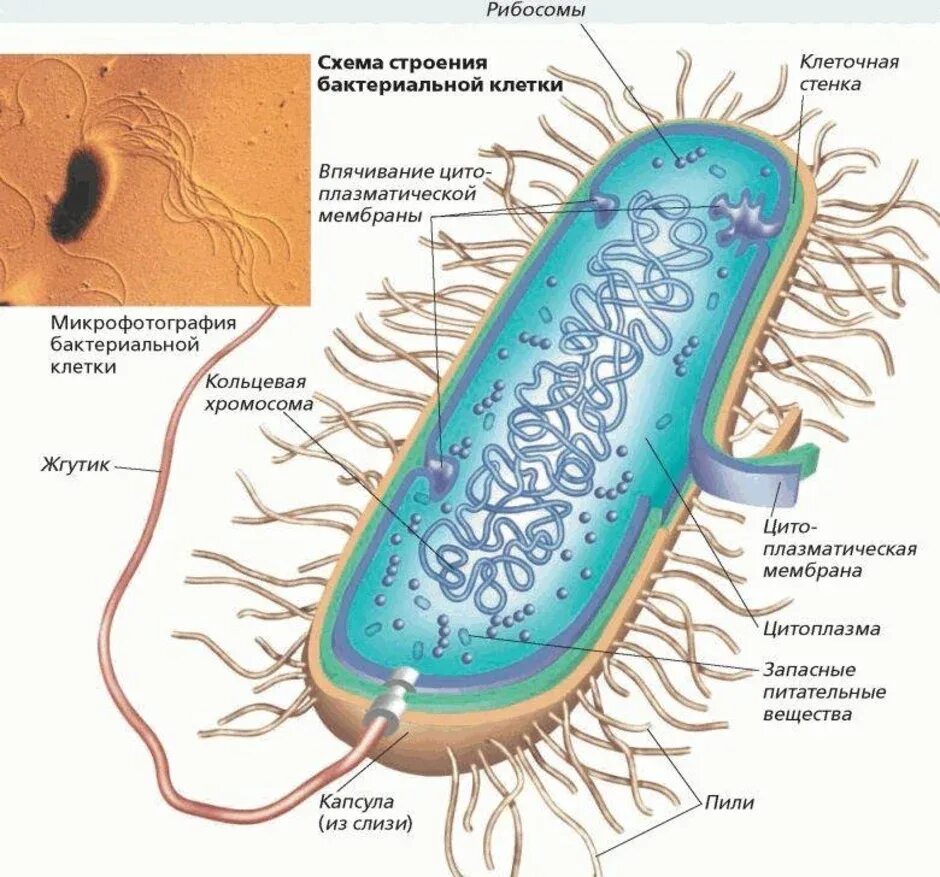 Схема строения бактериальной клетки биология. Схема строения бактериальной клетки 7. Обобщенная схема строения бактериальной клетки. Схема строения бактериальной клетки биология 7 класс. Строение клетки бактерии 7 класс