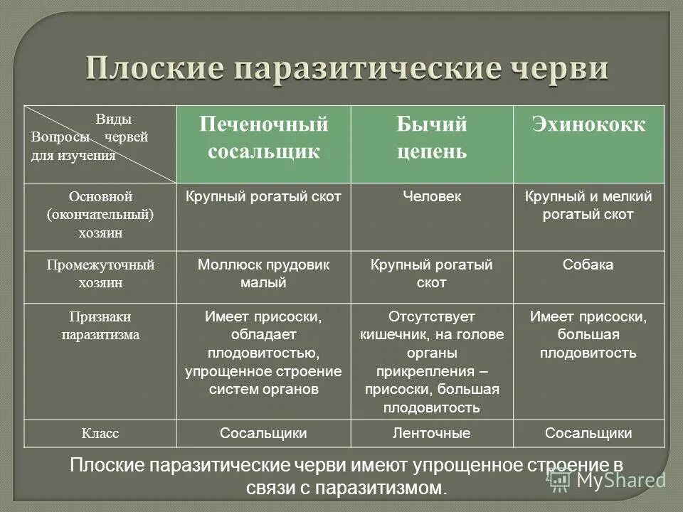 К группе плоских червей относится