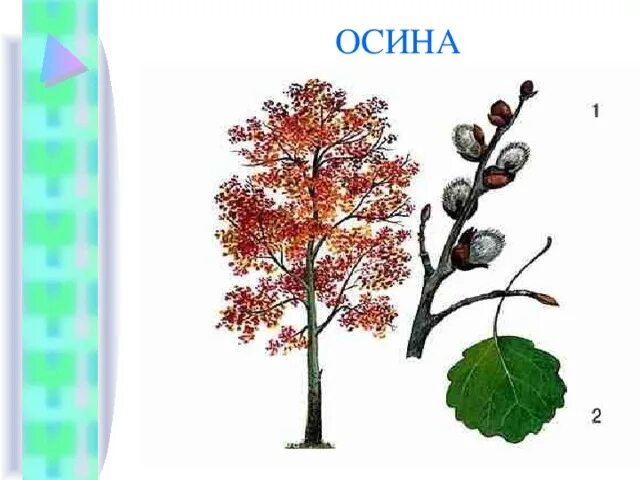 Осина обыкновенная ствол. Две осины. Осина описание. Осина обыкновенная (pópulus trémula). Осина продолжительность жизни дерева.