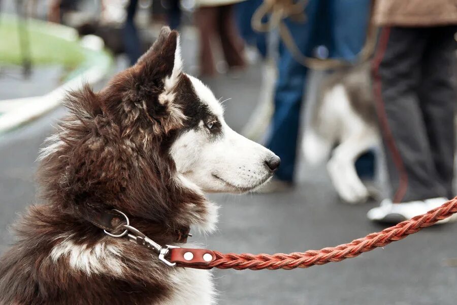 На выставке собак. Собака напала на выставочную собаку Тирасполь. Породы собак в Тирасполе. Собаки даром Тирасполь.