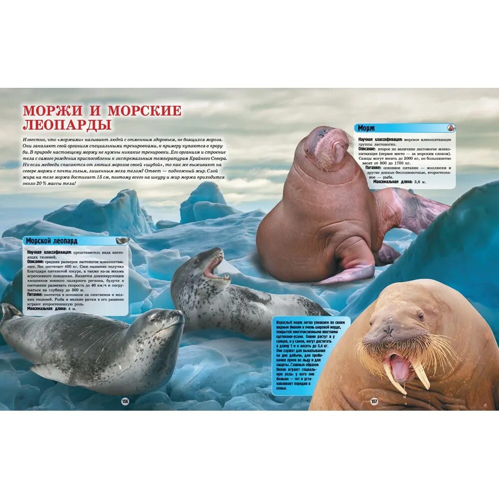 атлантический морж.