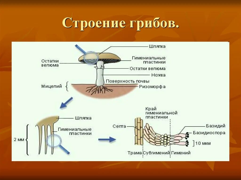 Какое строение шляпочного гриба. Биологическое строение гриба. строение шляпочного гриба строение.