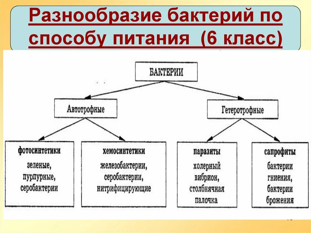 Какой тип питания характерен для большинства представителей