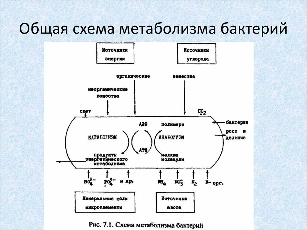 Метаболизм микроорганизмов схема. Схема обмена веществ у бактерий. Общая схема анаболизма. Схема метаболизма бактерий.