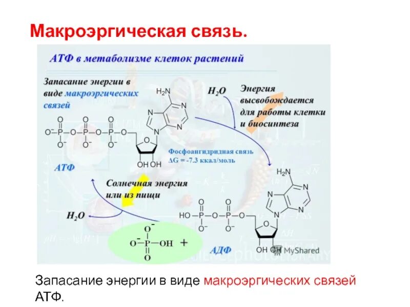 Атф анаболизма. Строение АТФ макроэргические связи. Энергия в макроэргических связях АТФ. Аденозиндифосфат макроэргические связи. АДФ макроэргических связей.