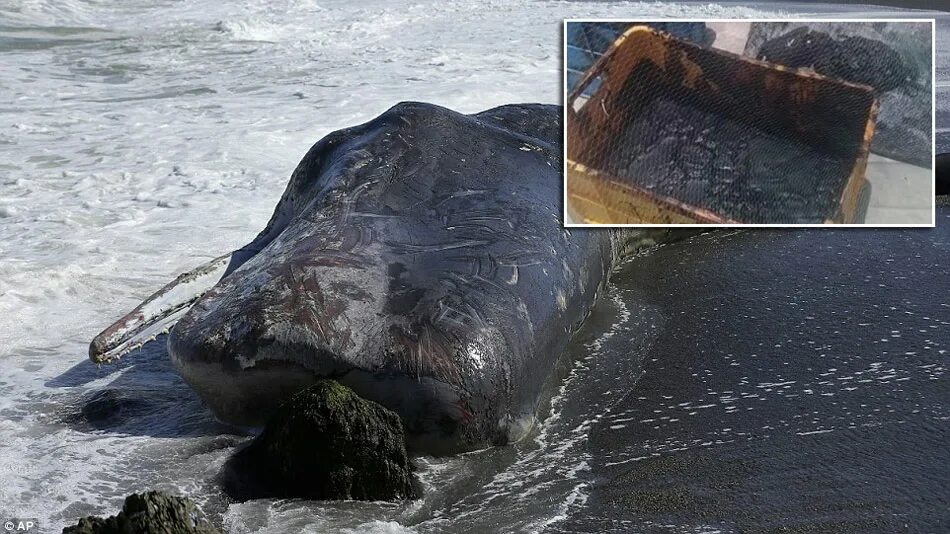 Вырвало кита. Вырвало кита. Вырвало кита. Китовая амбра. Вырвало кита.