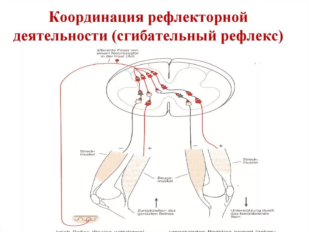 Рефлексы дуга сгибательного рефлекса. Рефлекторная дуга сгибательного рефлекса схема. Механизмы координации рефлекторной деятельности. Шагательный рефлекс схема.