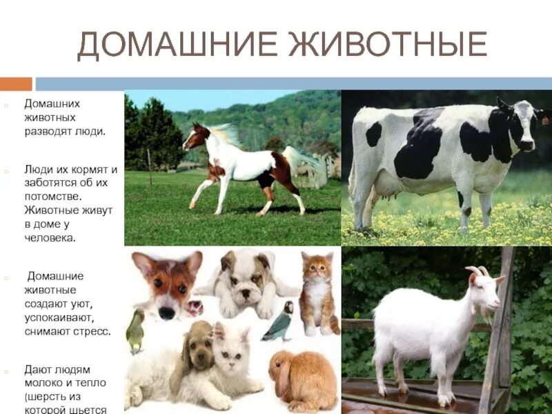 Люди которые разводят животных. Люди которые разводят животных