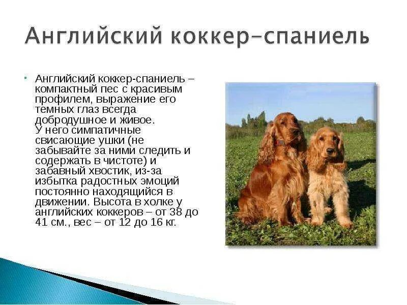 Охотничьи собаки породы кокер спаниель. Характеристика собак породы спаниель. 2. Характеристика собак породы спаниель. Спаниель информация о породе.