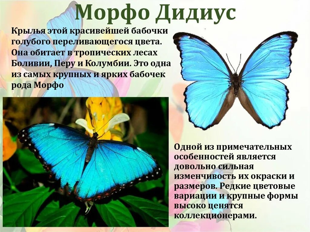 Рассказ о бабочках 2 класс. Сообщение о бабочке. Доклад про бабочку. Самые распространённые бабочки. Рассказ о бабочке.