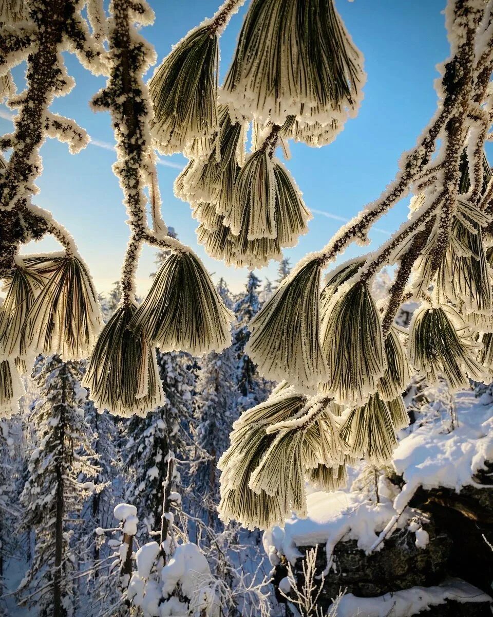 Бахрома на березе это для детей 2 класса. Снежная бахрома на деревьях. Пушистая снежная бахрома на веточках деревьев. Бахрома на березе. Бахрома на березе.