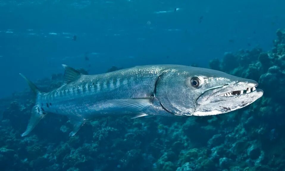 барракуда рыба. барракуда барракуда рыба. река амазонка рыба пиранья. пиранья рыба пиранья рыба пиранья. акула барракуда.