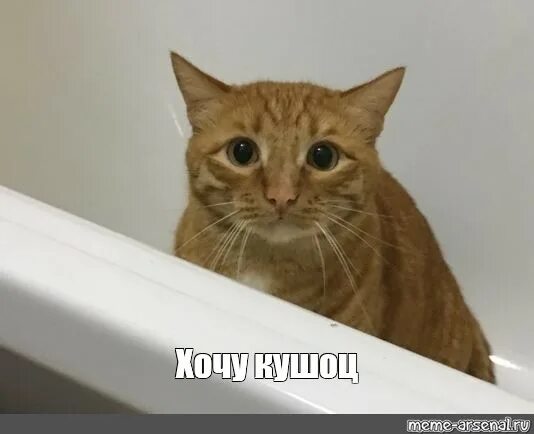 Хочу кушац мем с котом Во что поиграть с шампурами в руках подборка игр на майские праздники