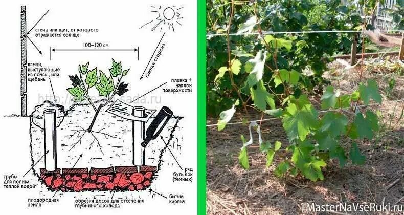 Выращивание винограда в средней. Посадка винограда весной саженцами в открытый. Правильная посадка винограда. Правильная посадка саженцев винограда весной в грунт. Посадка винограда весной саженцами для начинающих.