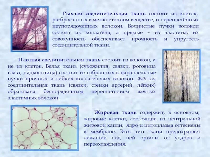 Особенности плотной соединительной
