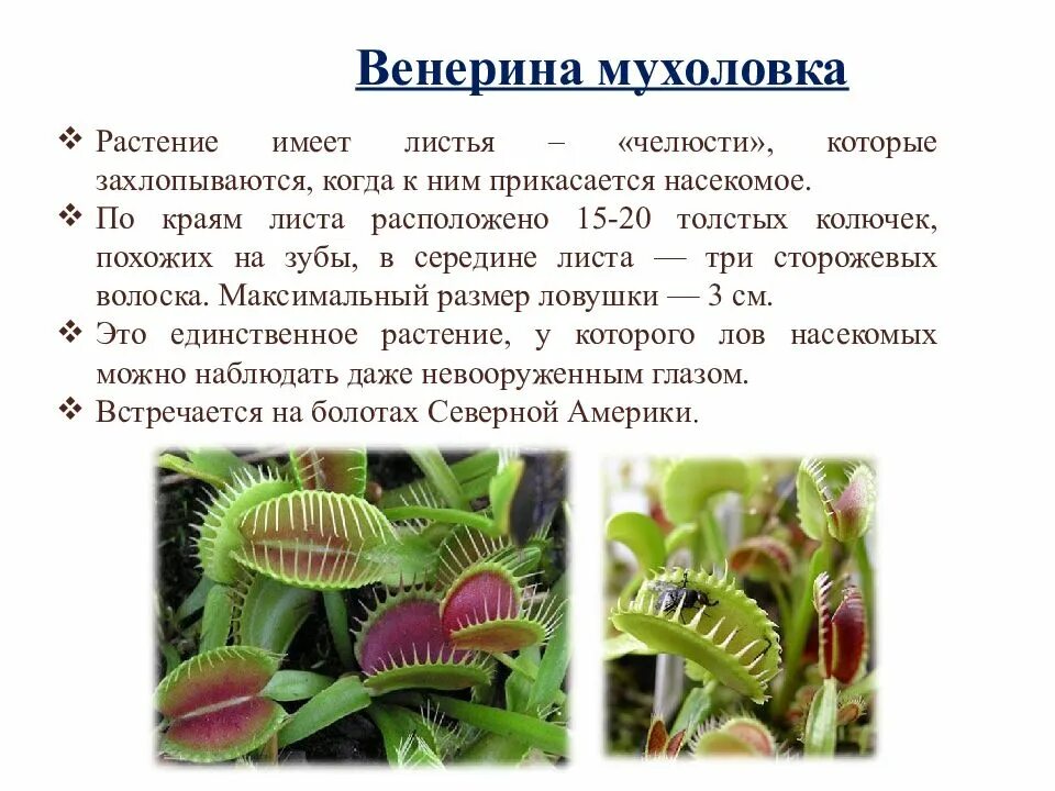 Сообщение об интересном растении. Хищные растения венерина мухоловка рассказ. интересные факты о растениях венерина мухоловка. рассказ о растении венерина мухоловка. венерина мухоловка видоизменение листьев.