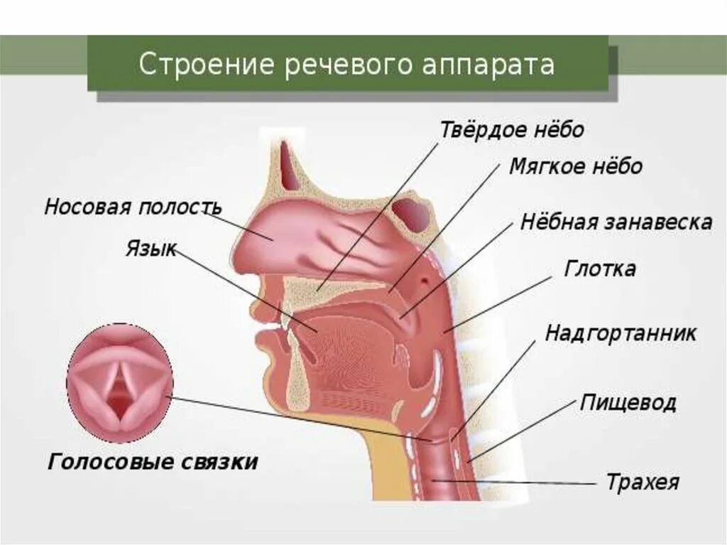 Голосовой отдел периферического речевого аппарата. Строение и функции голосового отдела речевого аппарата. Строение периферического отдела речевого аппарата. Строение артикуляционного отдела речевого аппарата.