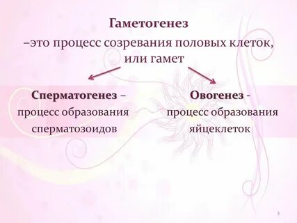 Образование половых клеток оплодотворение 10 класс биология