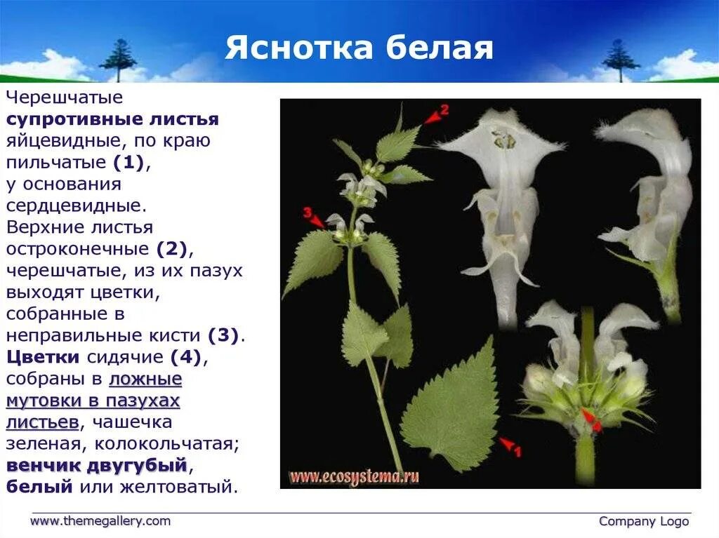 Белый тип