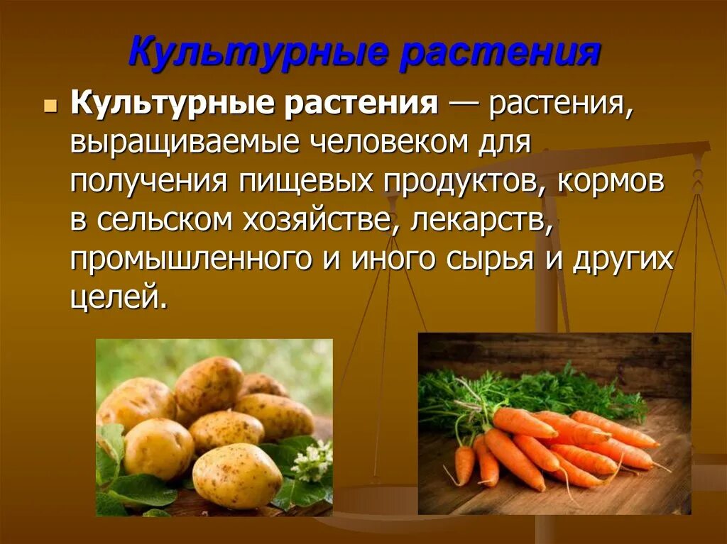 Культурные растения. Полезные культурные растения. Культурные растения перечислить. Культурные растения презентация. Значение культурных растений в жизни человека 7