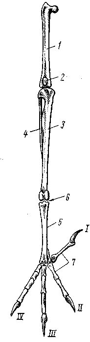 Кости верхних конечностей птиц. Малая берцовая кость у птиц. Кости задних конечностей птицы. Скелет задней конечности птицы. Скелет свободной передней конечности птиц.