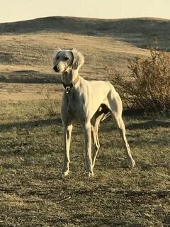 Жетілген жоқ