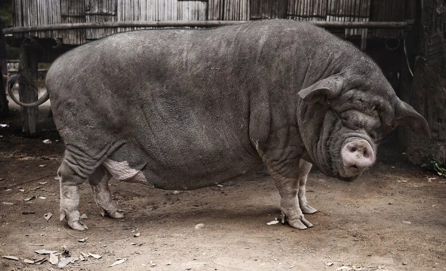 Big pig. Кабан боров хряк свинья. Порода свинобык.
