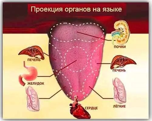 Как определить больной орган. Заболевания по цвету языка. Желучный налет на языке. Проекция внутренних органов на языке.